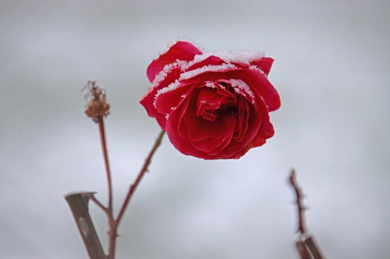 Druidic Flowers