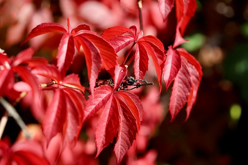 Sorcerous Vines