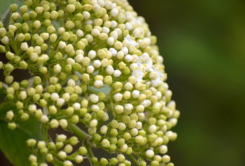 Elderberries
