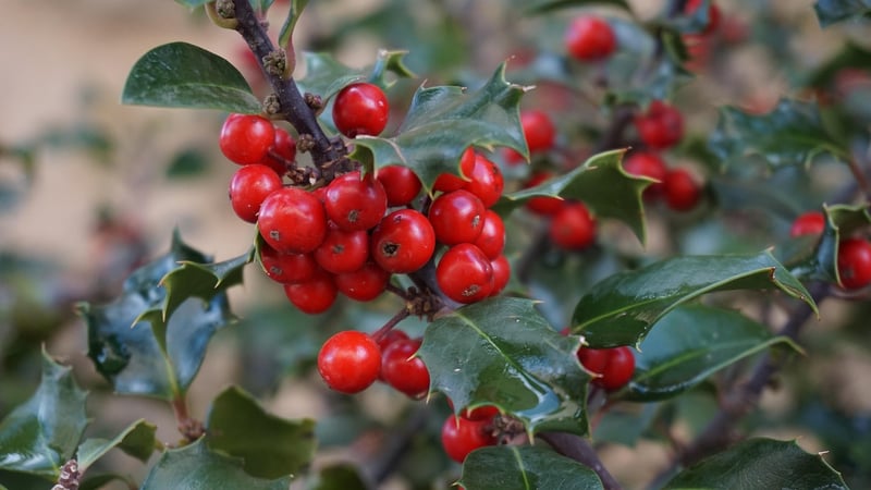 Holly Plant