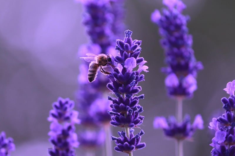 Lavender