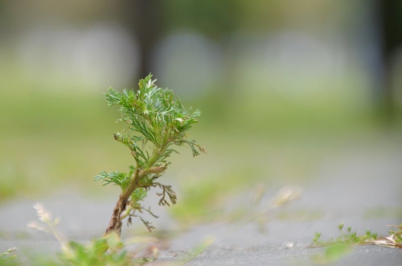 Mugwort Herb