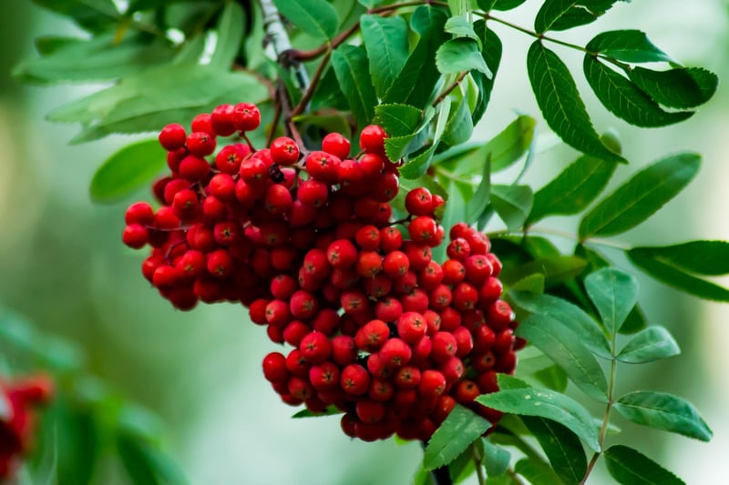 Rowan Berries