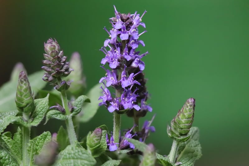 Sage Plant