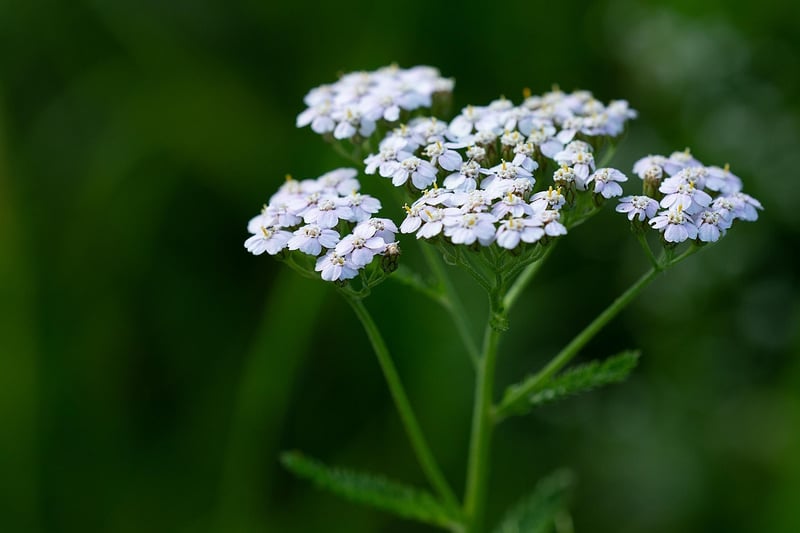 Yarrow