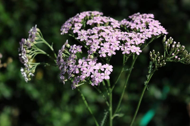 Yarrow Flower